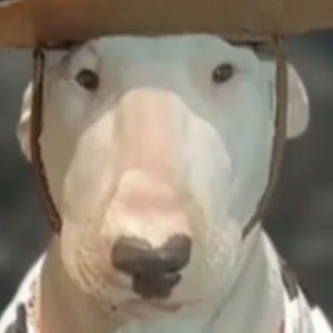 Meet your Posher, Cody